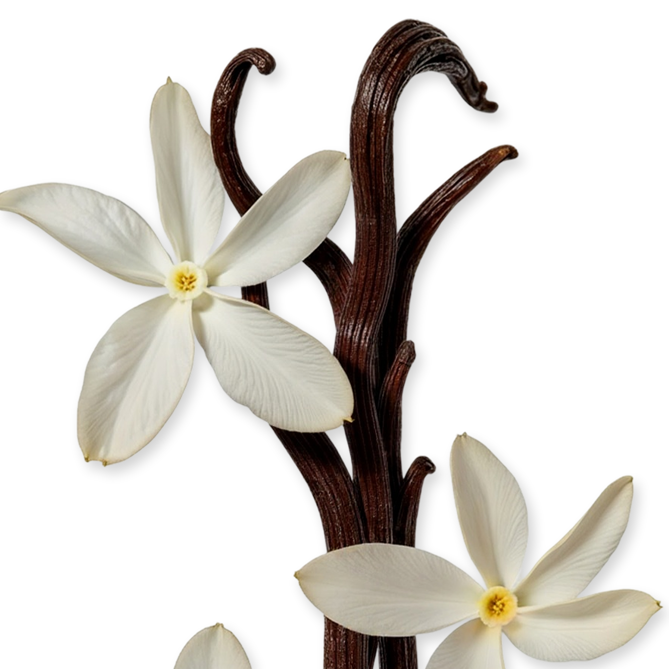 SAFANAD